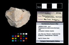 Foto (Objekt + Etikett) von Protosphaeroma ernstbrunnense (Bachmayer, 1949)  (NHMW-GEO-1990-0041-10168)
